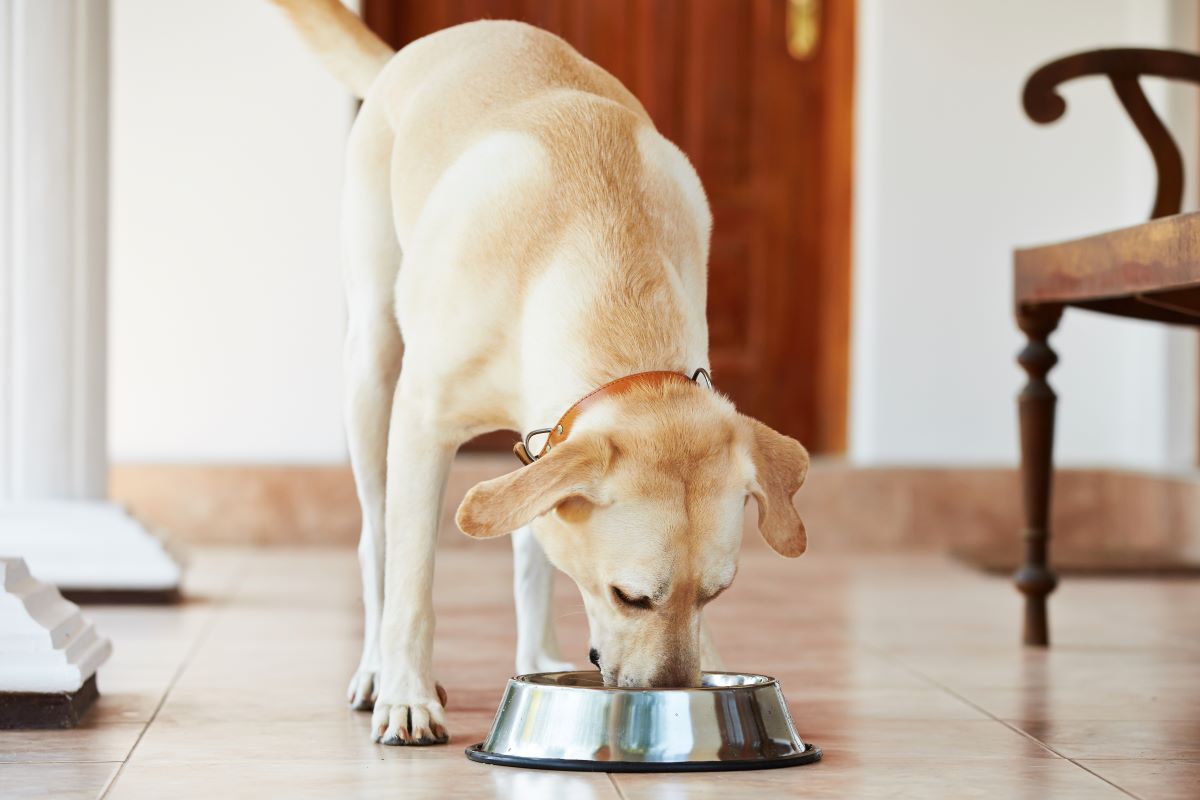 Hundefutter Pferd Pur 1