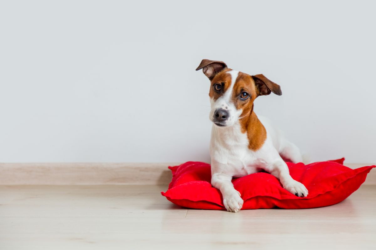 Hundekissen waschbar 2