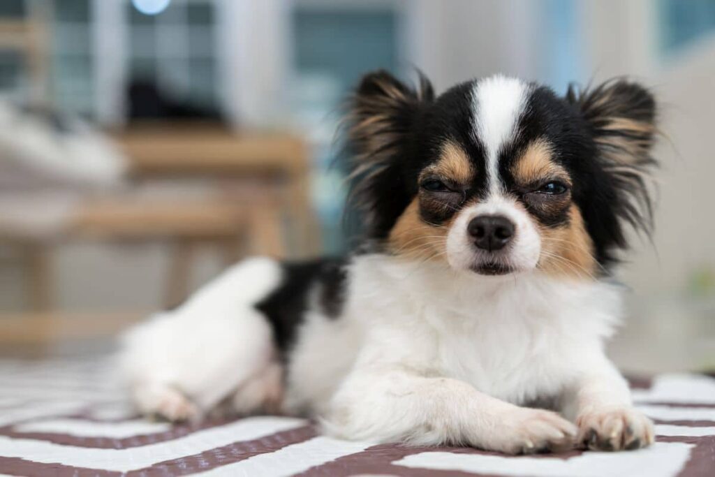 Kuehlmatte Hund 1