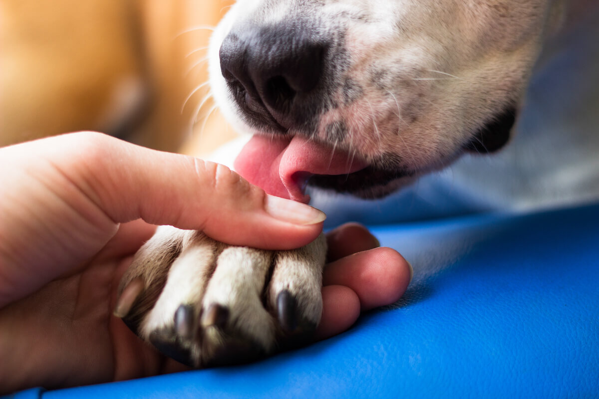 Pfotenschutz Hund Selber Machen 2