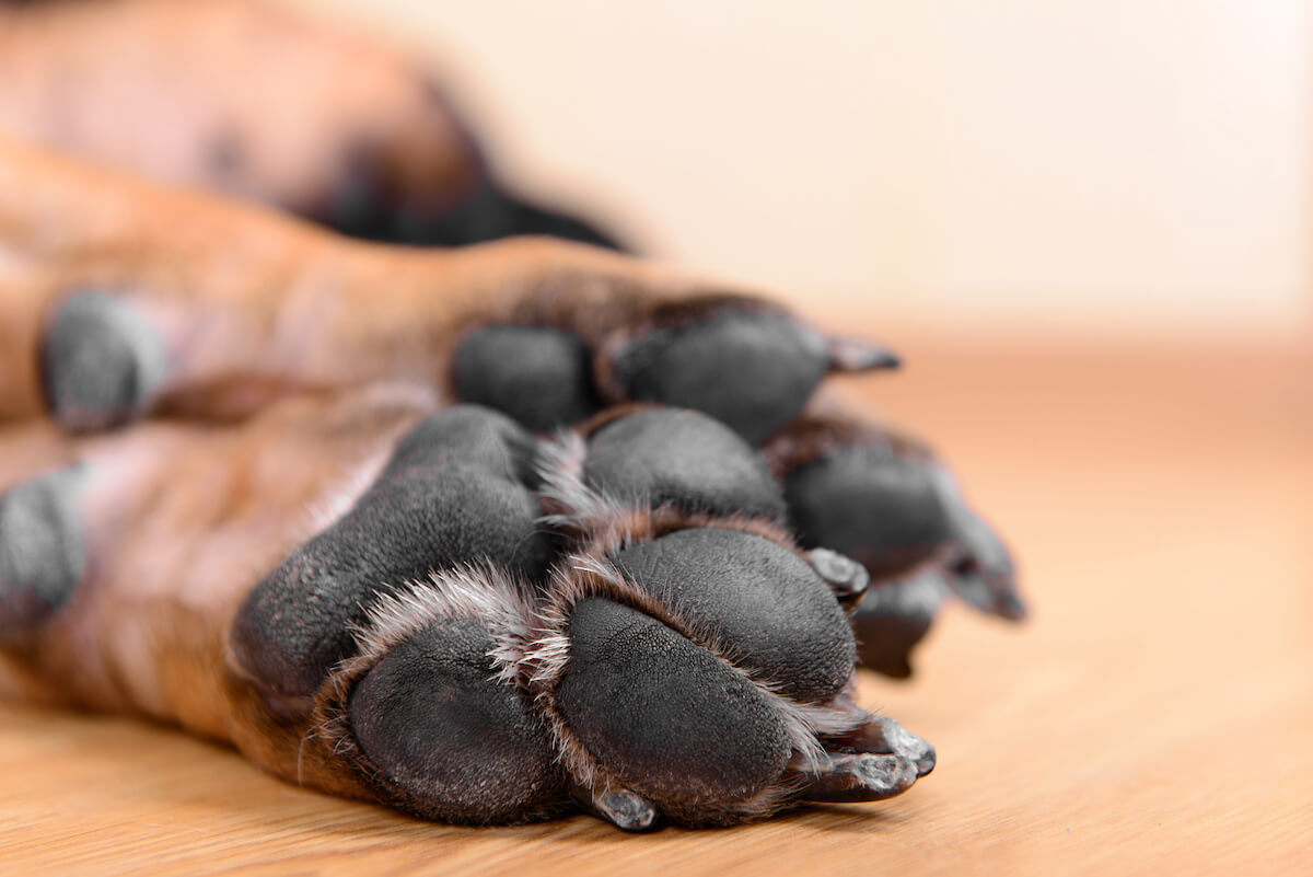 Pfotenschutz Hund Selber Machen