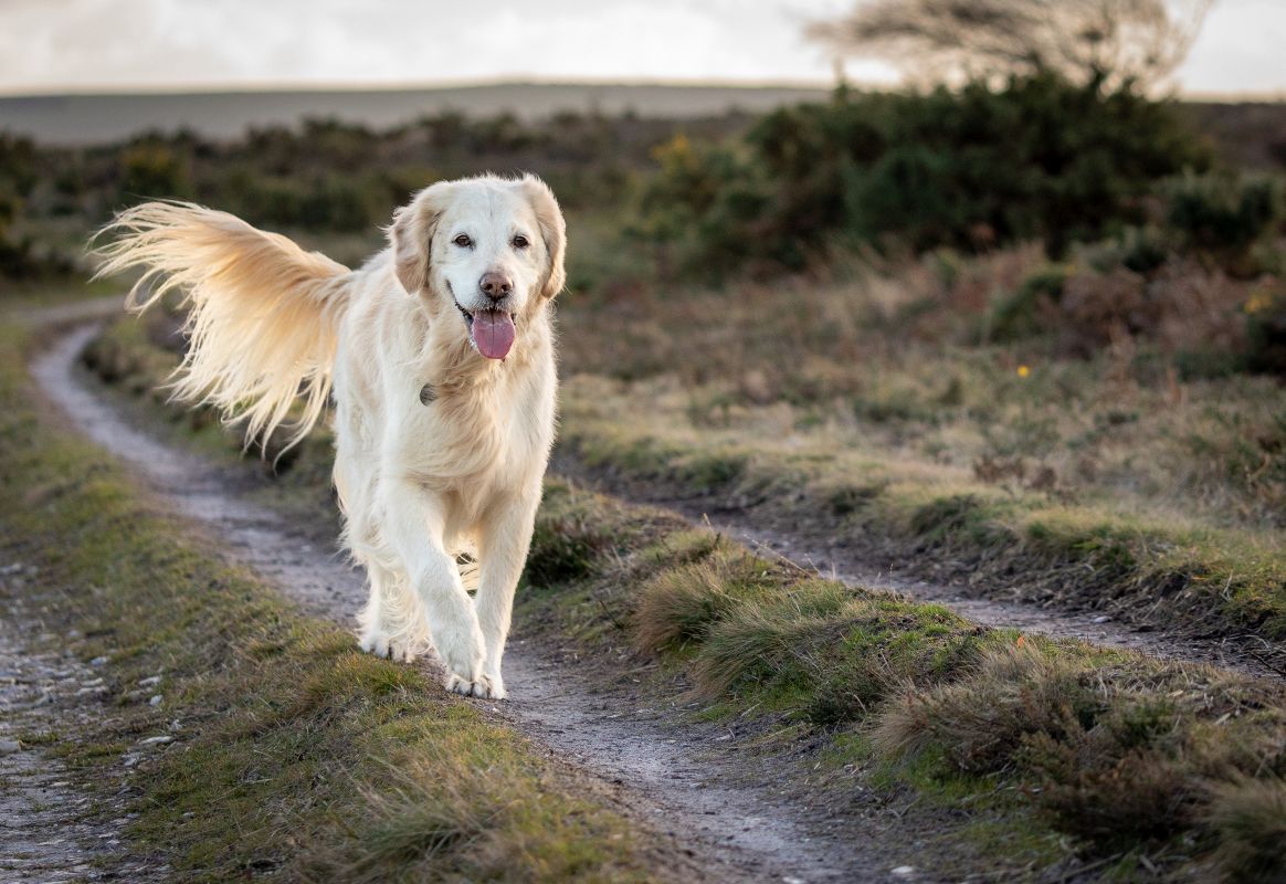 Stromhalsband Hund 3