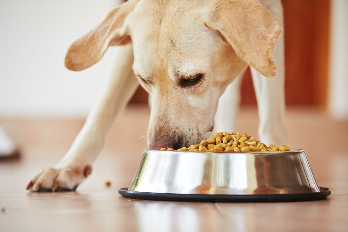 aras hundefutter 1