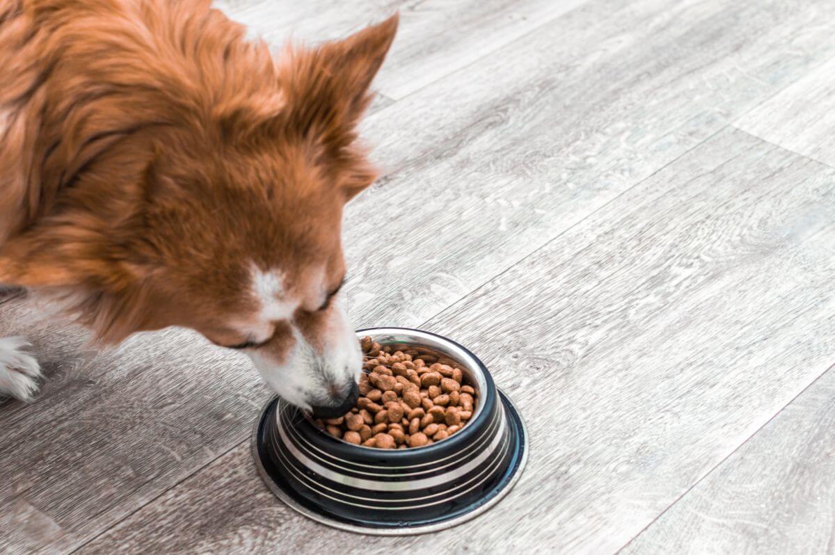 aras hundefutter 2
