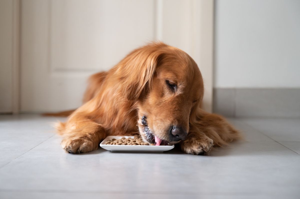 aras hundefutter 3
