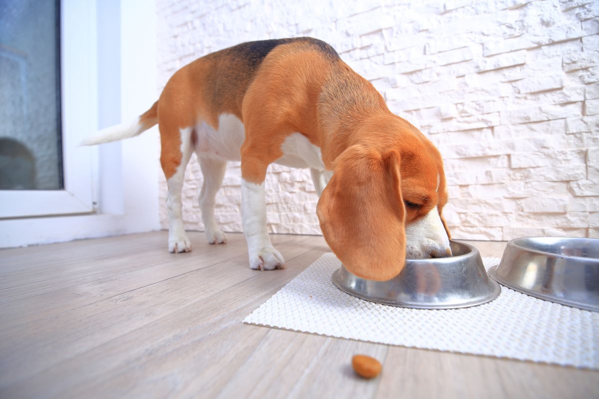 bestes nassfutter hund 1