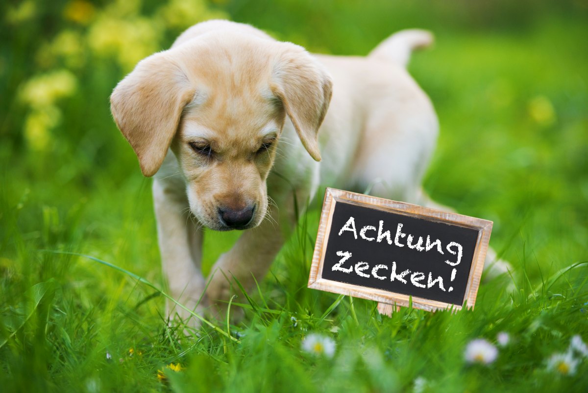 bierhefe hund zecken 1