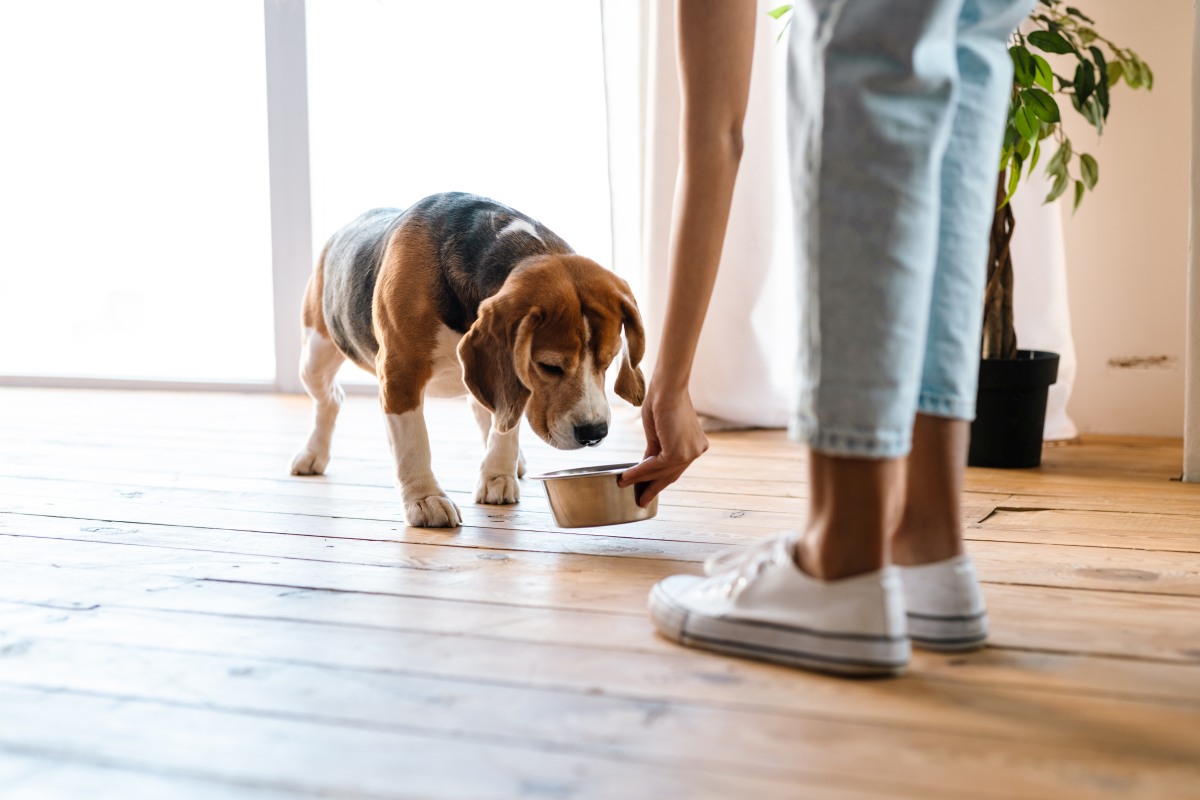 bierhefe hund zecken 2