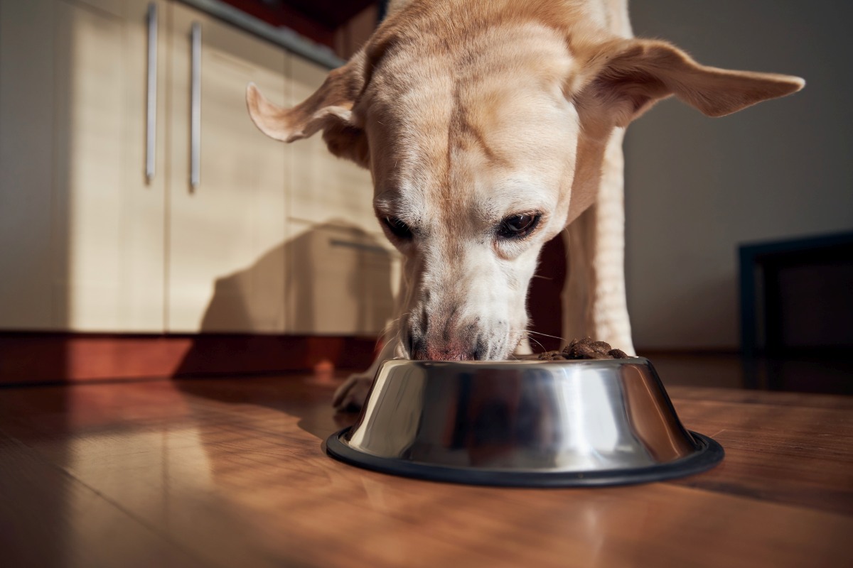 bierhefe hund zecken 3