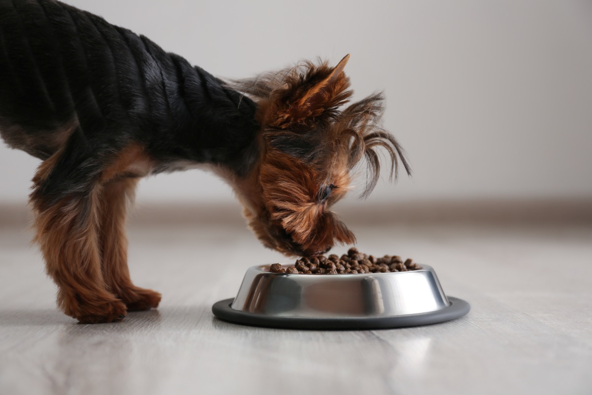 bio hundefutter hersteller 1