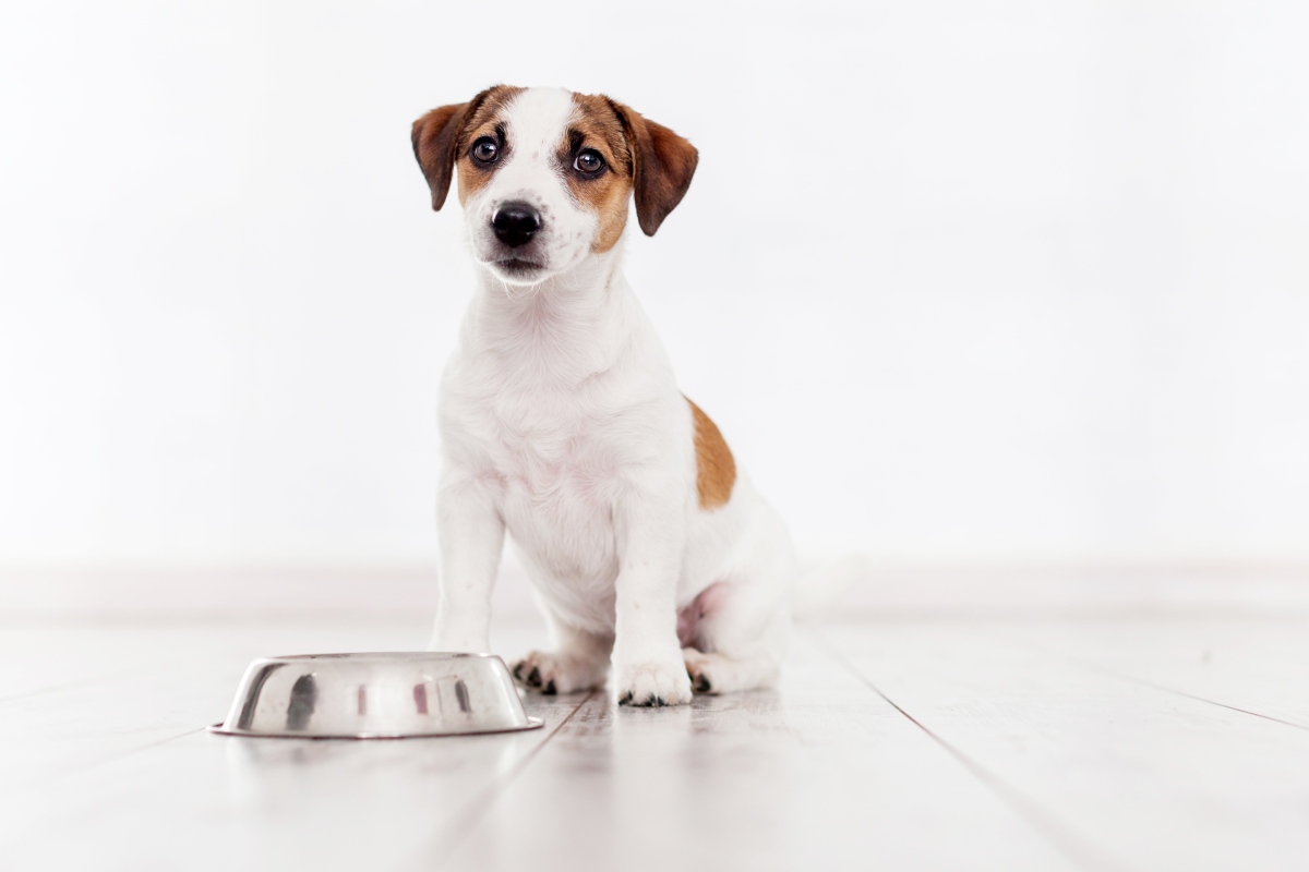 bio hundefutter hersteller 2