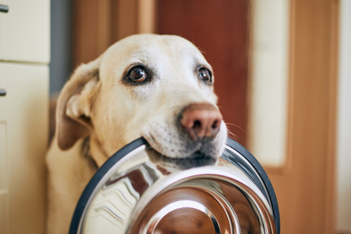 bio hundefutter hersteller 3