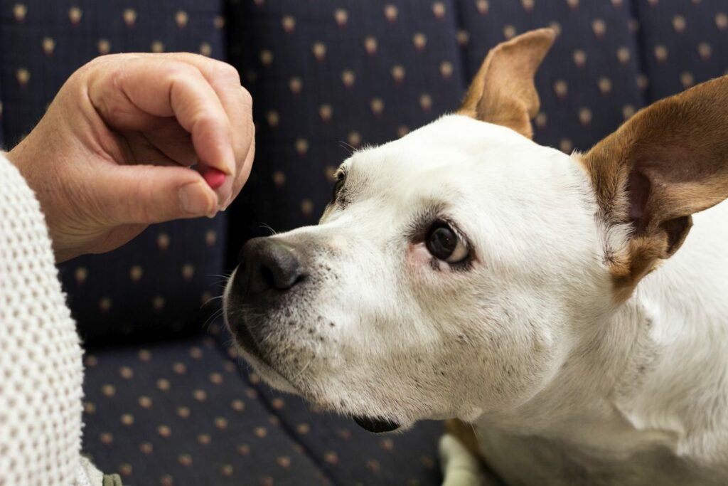 bioaktive kollagenpeptide hund 2