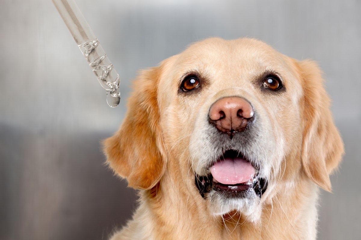 bioaktive kollagenpeptide hund
