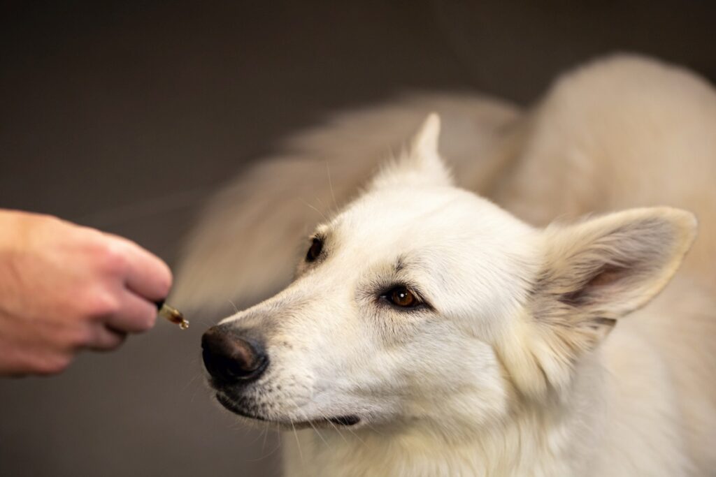 bioaktive kollagenpeptide hund 4