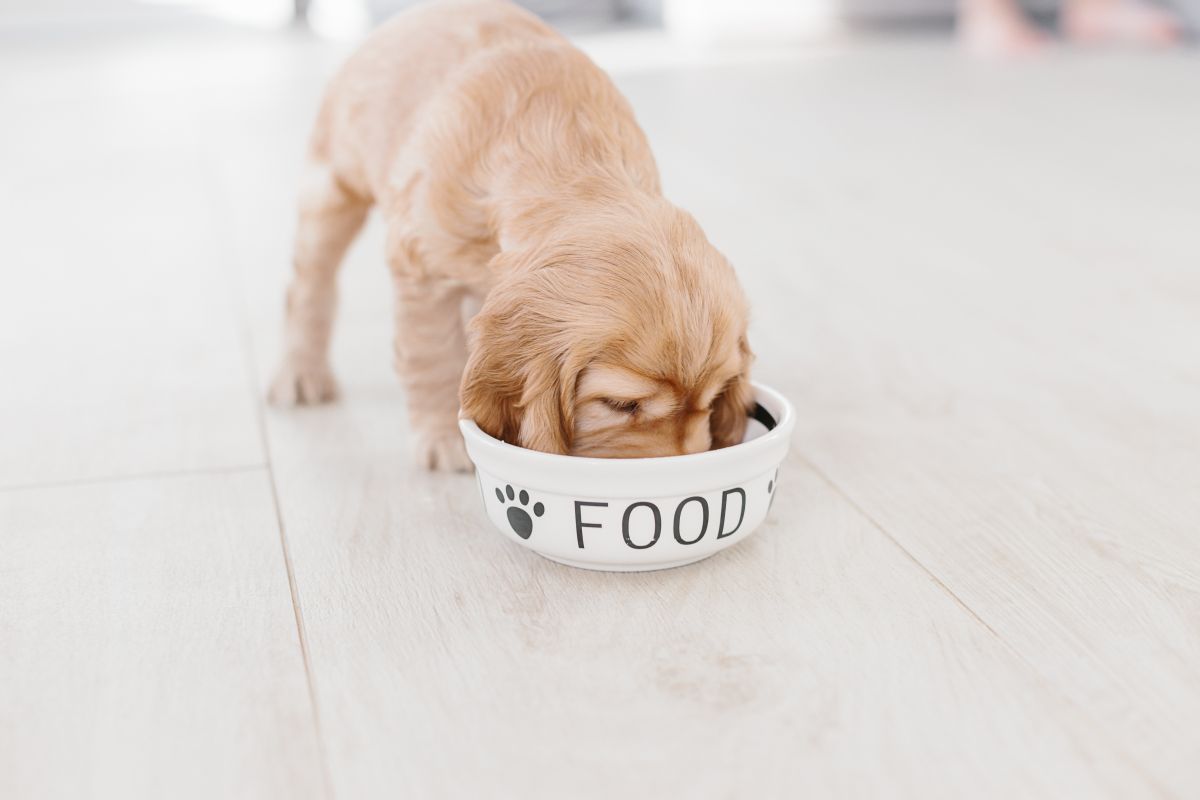 bosch hundefutter junior 1