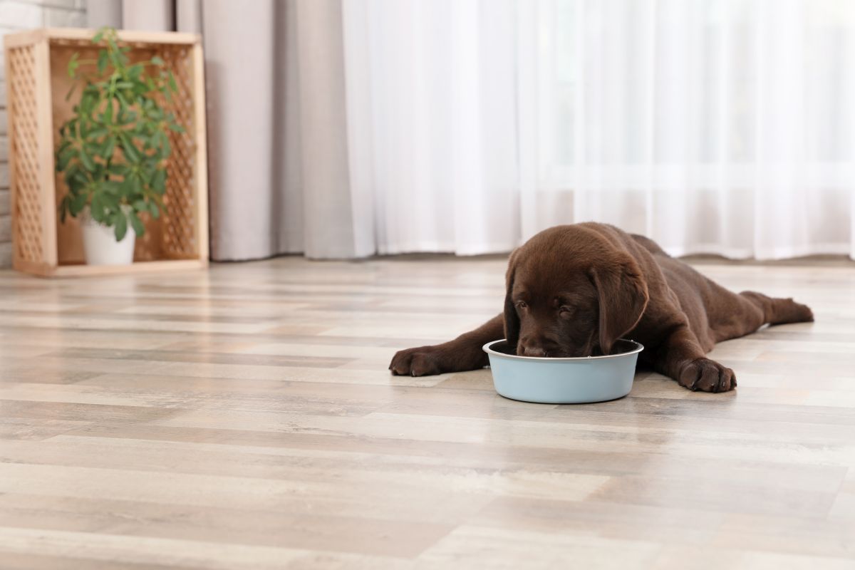 bosch hundefutter junior 2