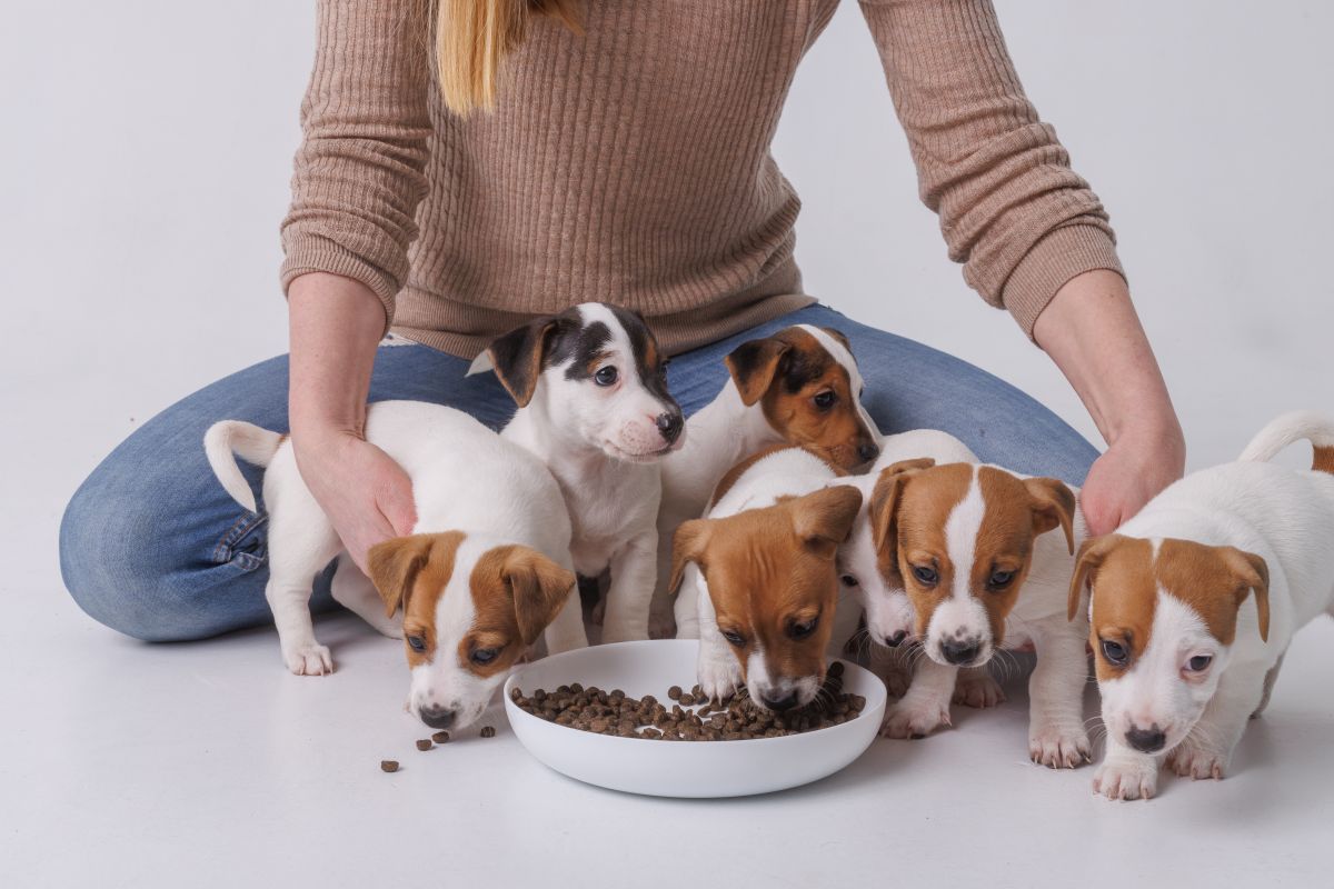 bosch hundefutter junior 3