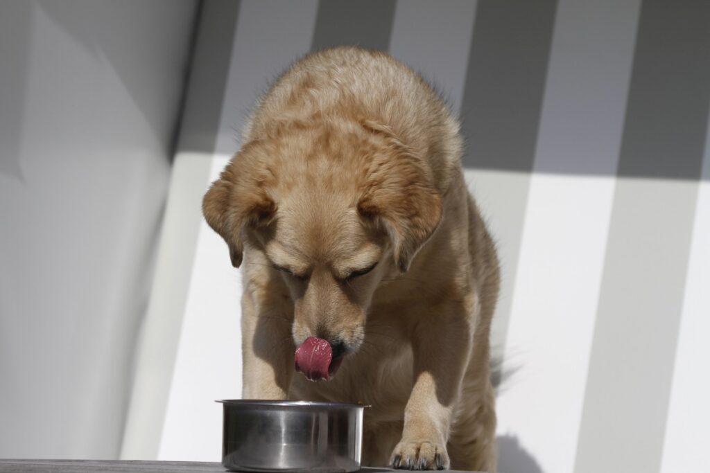 canosan hund