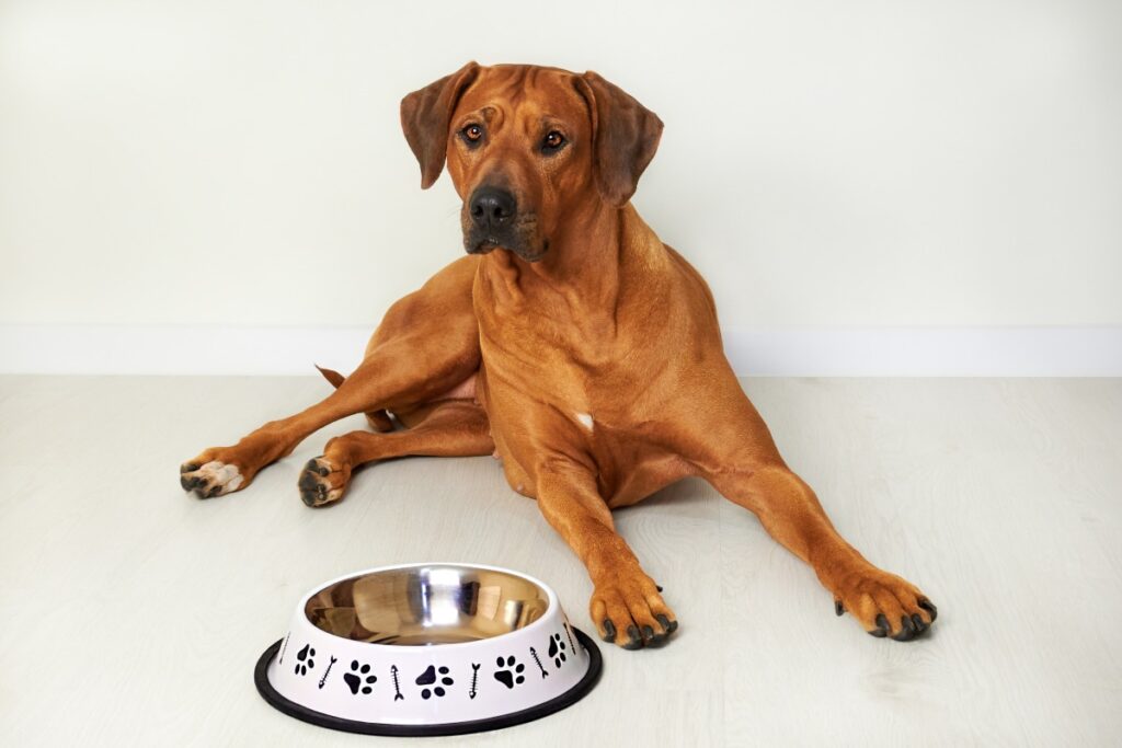 canosan hund