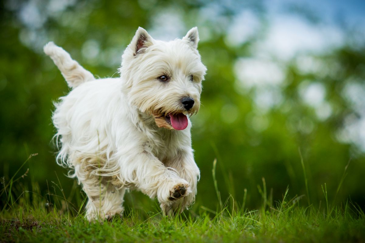 cesar hundefutter rasse 1