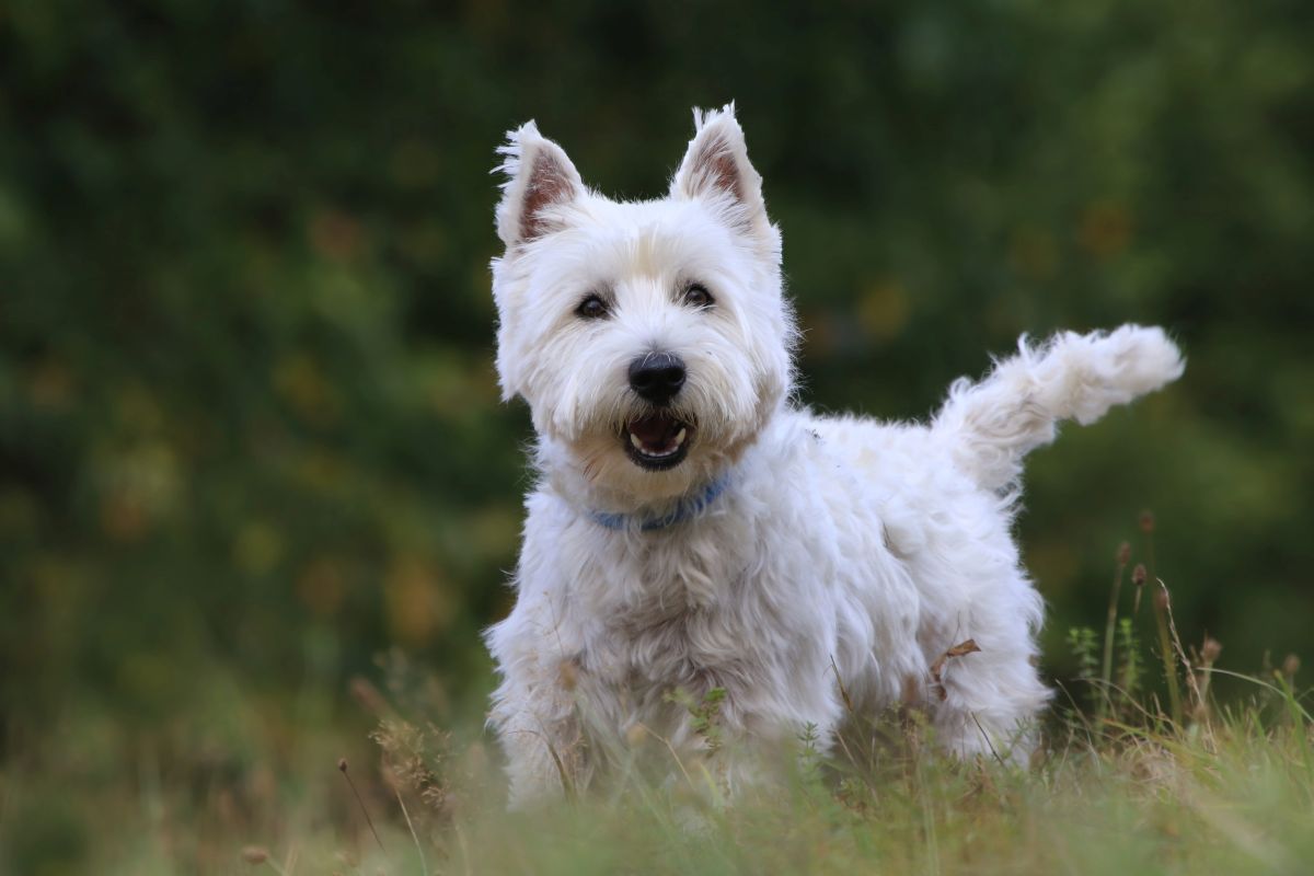 cesar hundefutter rasse 2