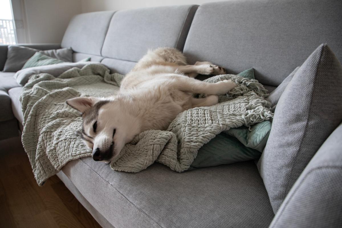 decken fuer sofa 2