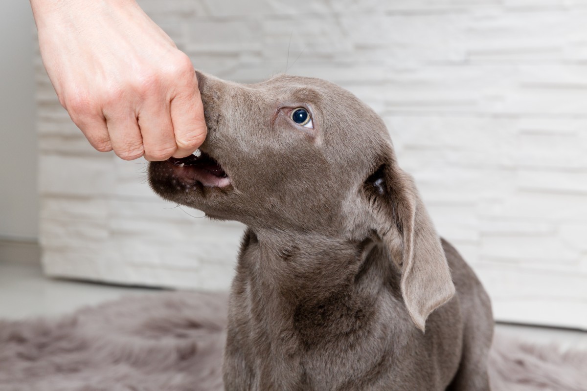 duerfen hunde maronen essen 3