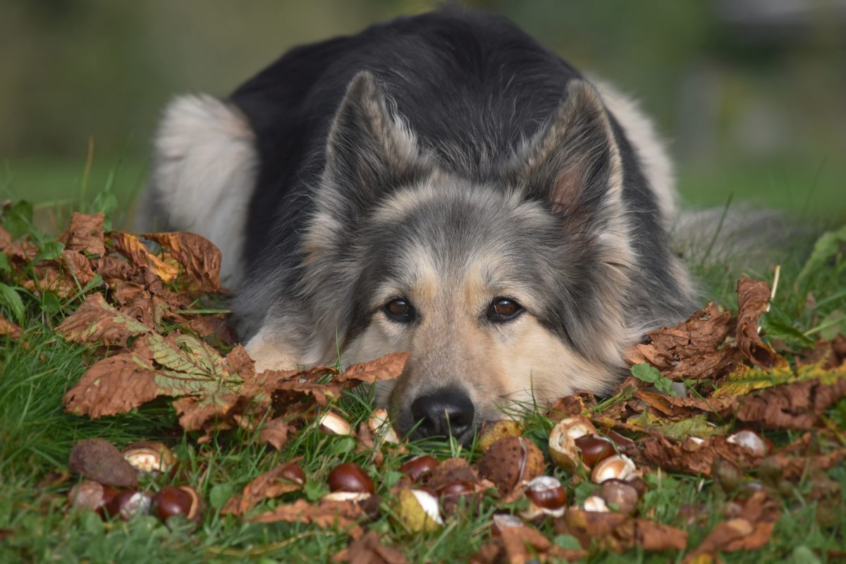 duerfen hunde maronen essen 4