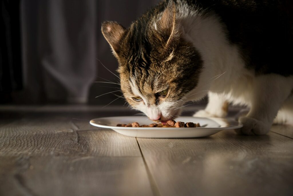 felix katze 1