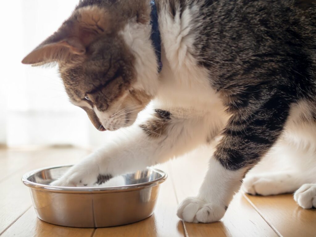 felix katze 2