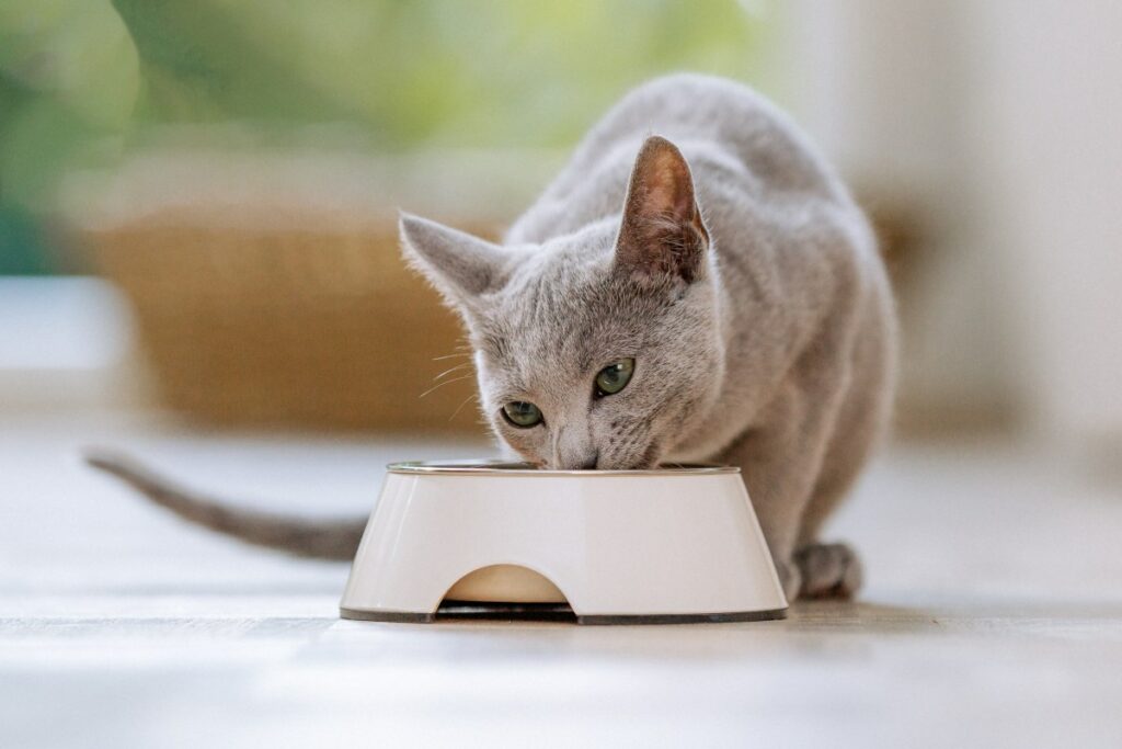 felix katze 3