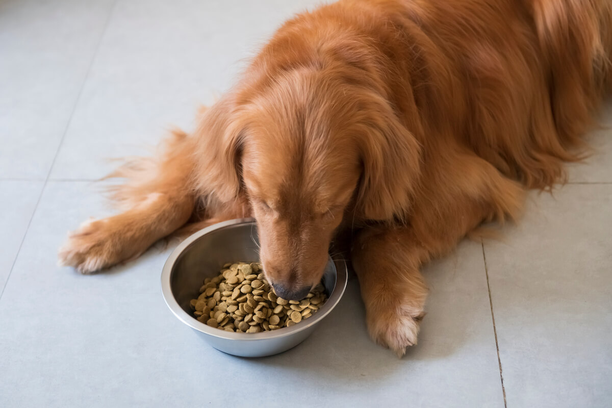 frolic hundefutter 1