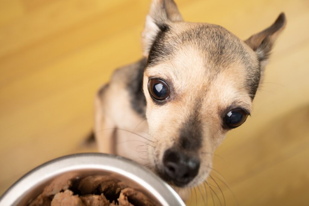 gutes nassfutter hund