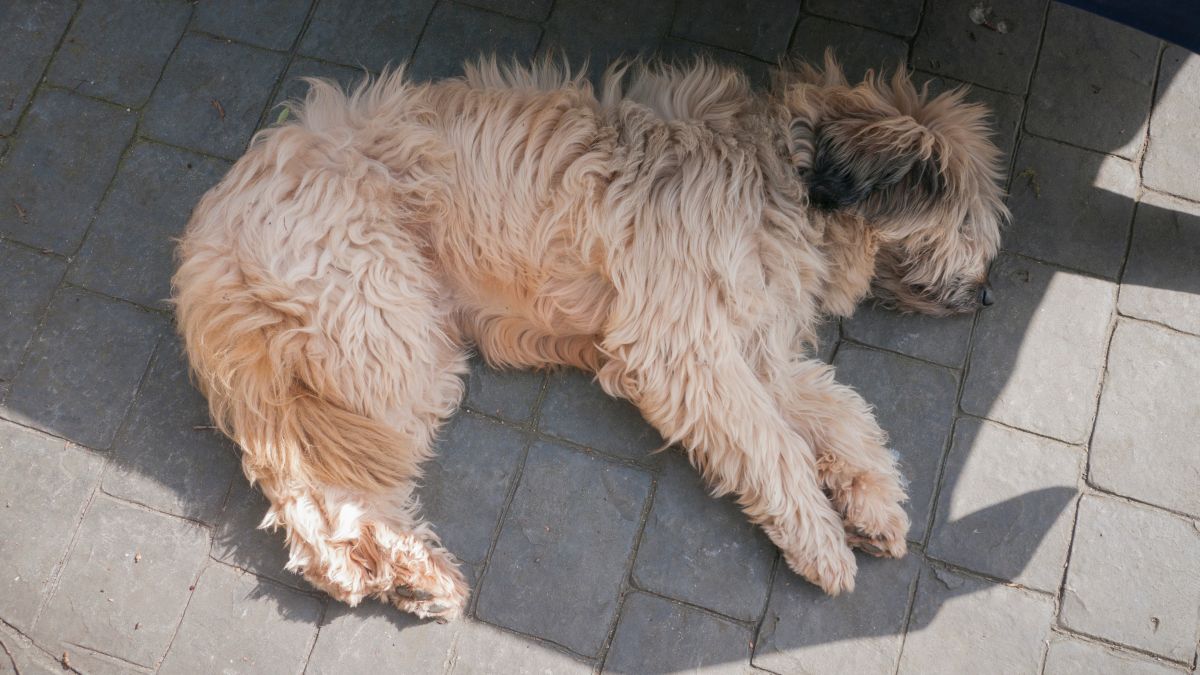 haarlinge hund mittel 1