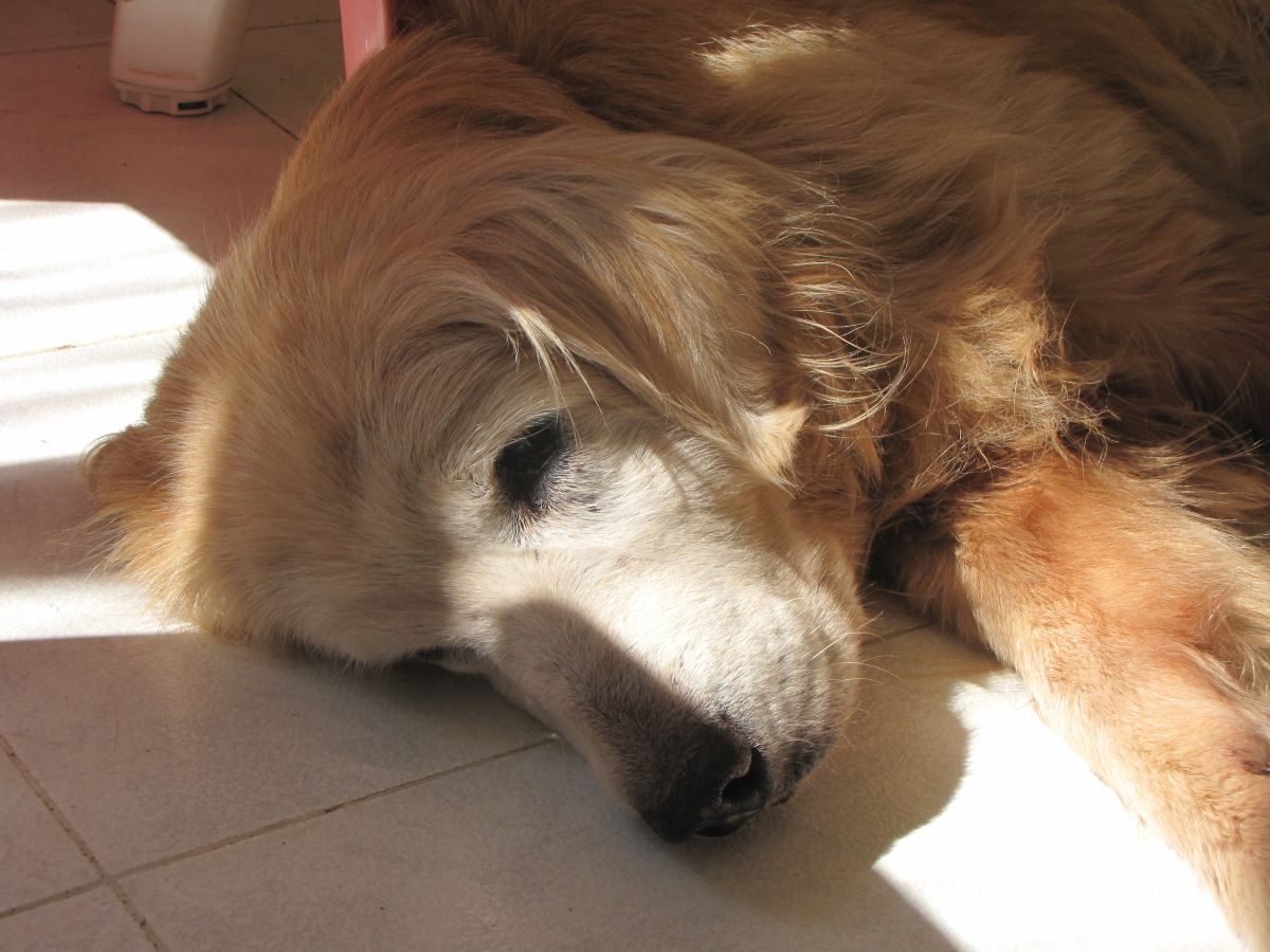 haarlinge hund mittel 2