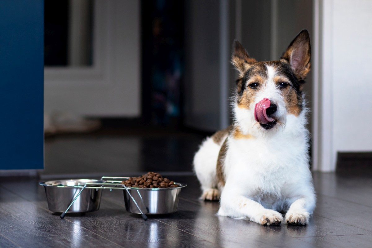 happy dog africa 2