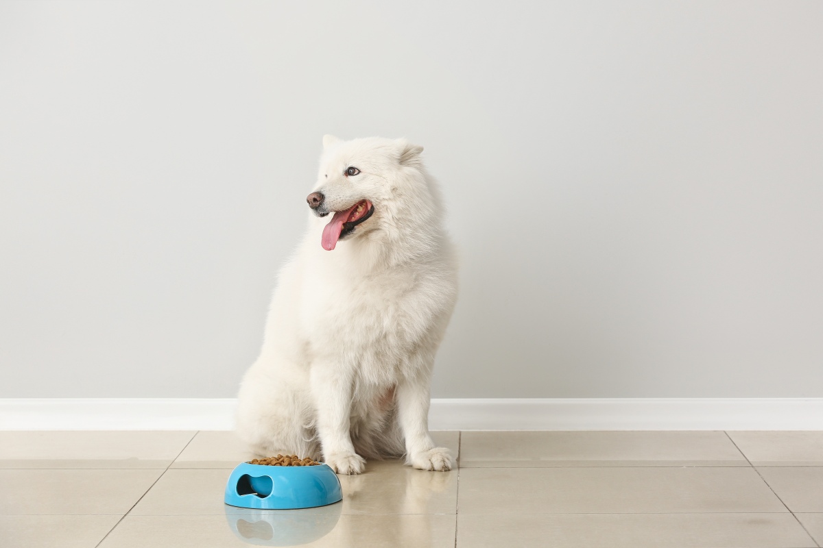 happy dog africa 3