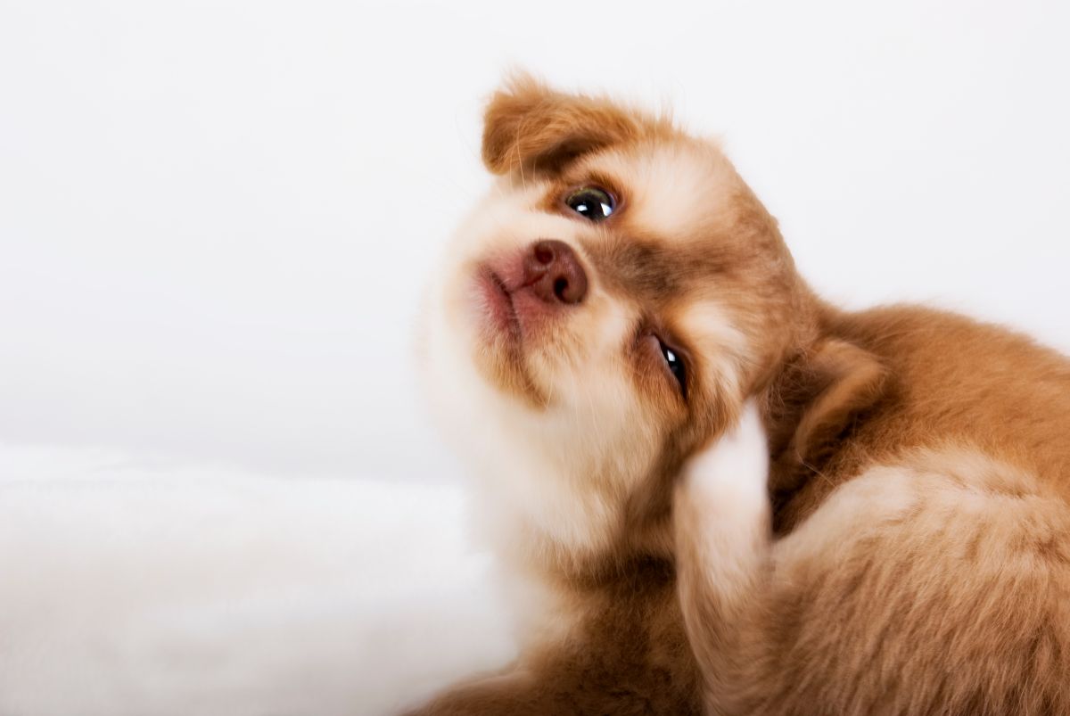 hausmittel juckreiz hund 1
