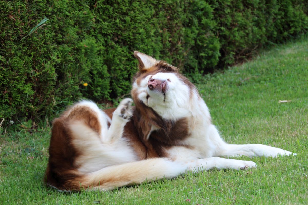 hausmittel juckreiz hund 2