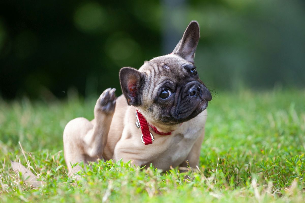 hausmittel juckreiz hund 3