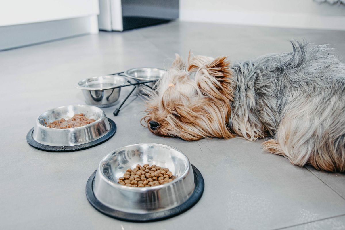 hochwertiges trockenfutter fuer kleine hunde 1