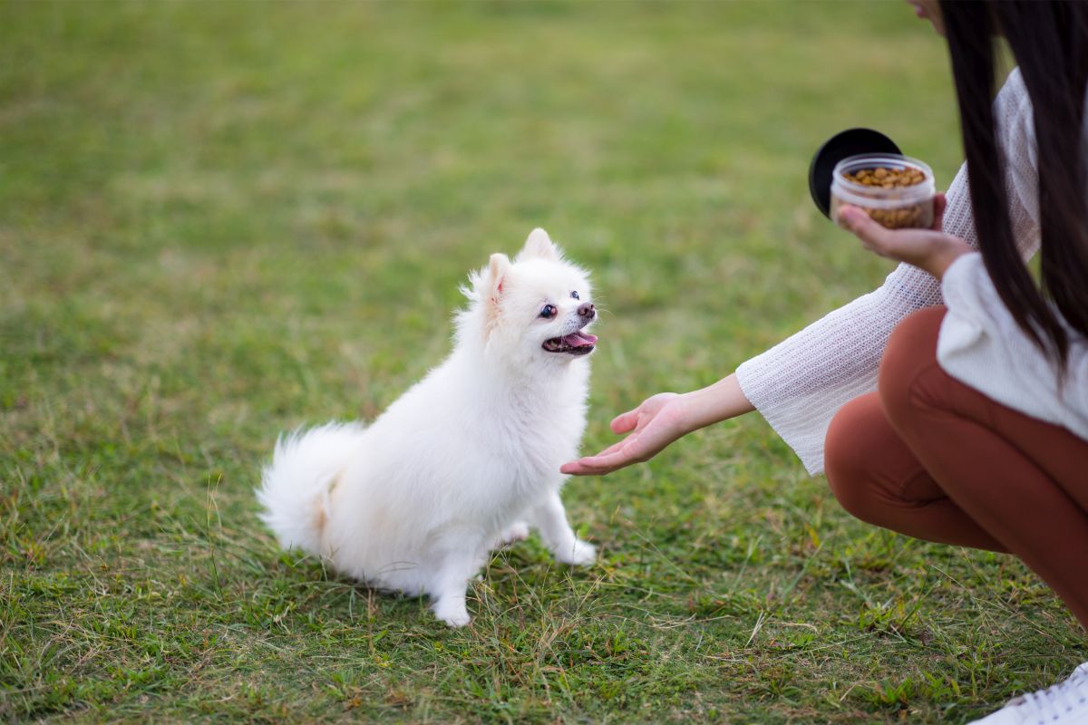hochwertiges trockenfutter fuer kleine hunde 2