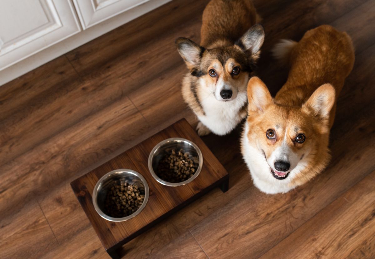 hochwertiges trockenfutter fuer kleine hunde 3