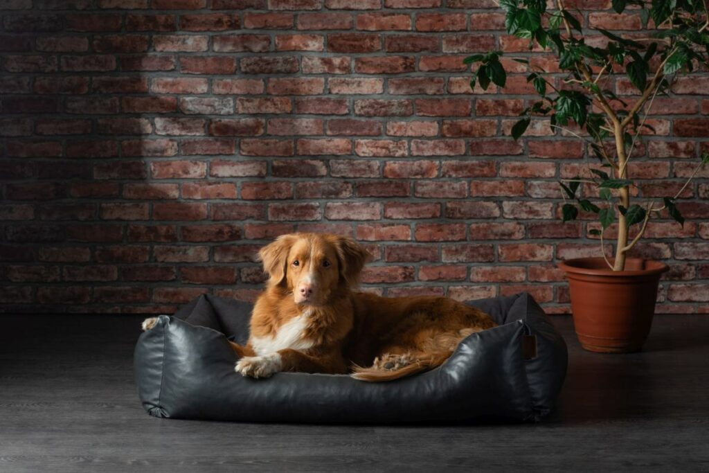 hundebett aus kunstleder 2