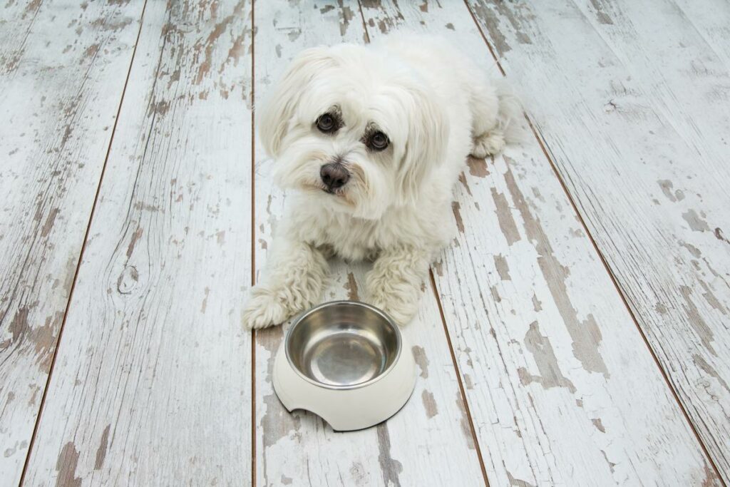 hundefutter dm
