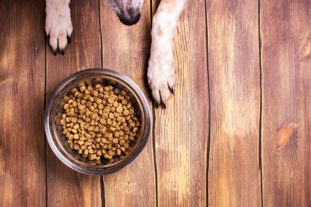 hundefutter dm