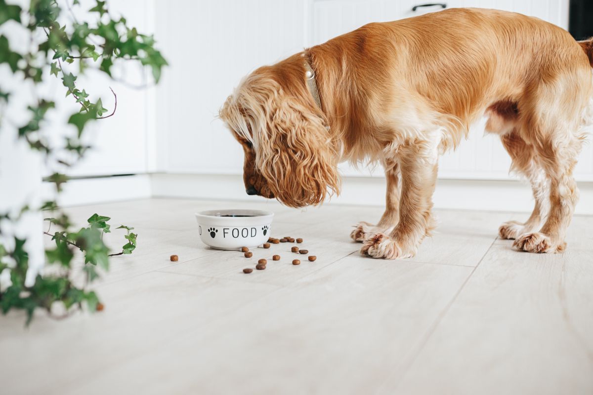 hundefutter tundra 3