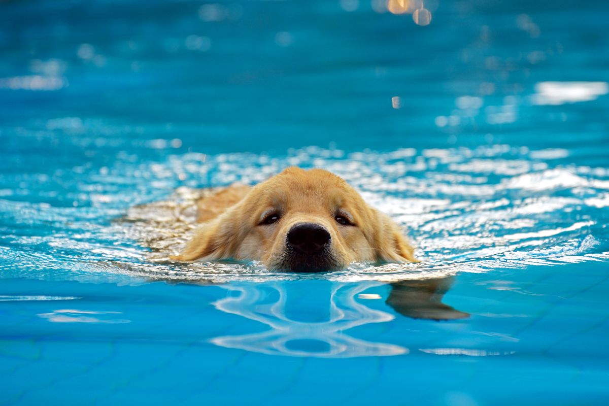 hundepool xxl 1