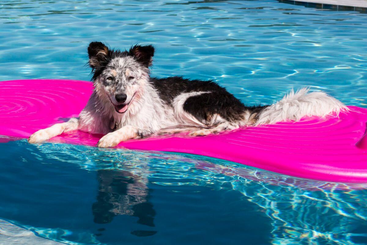 hundepool xxl 2